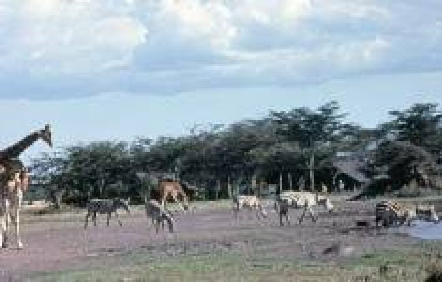 1 days Sweetwater in Kenya.