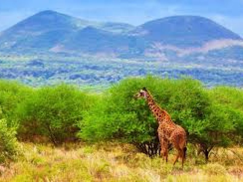 A Day to Tsavo East National park in Kenya.