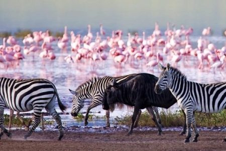 Day trip to lake Nakuru national park in Kenya