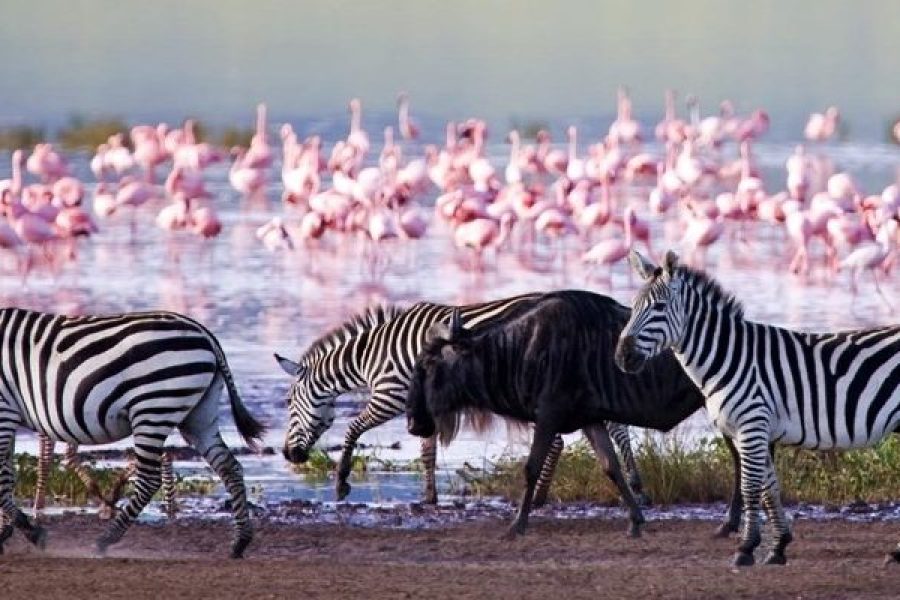 Day trip to lake Nakuru national park in Kenya