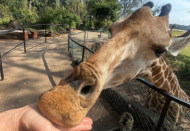 Day 1: Haller Park Day Tour