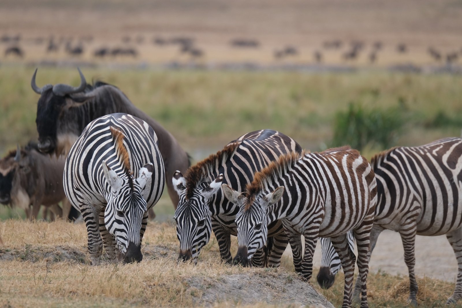 Day 7 – Ngorongoro Crater