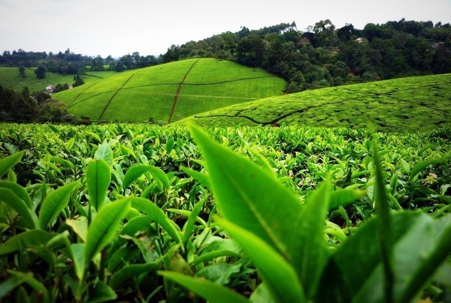Day 1: Kiambethu Tea Farm Tour