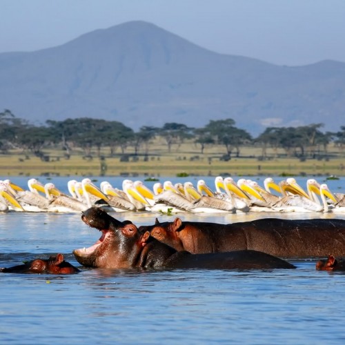 Day 11: Masai Mara – Lake Naku