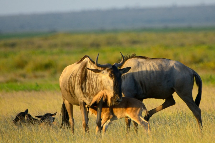 Day 2:  Amboseli National Reserve