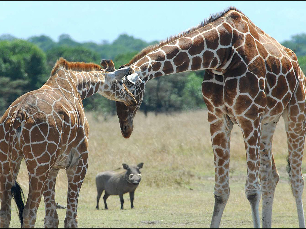 Day 2: Morning Safari and Return to Nairobi