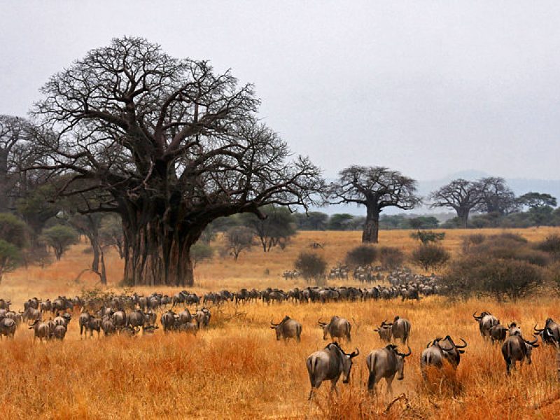 Tarangire National Park