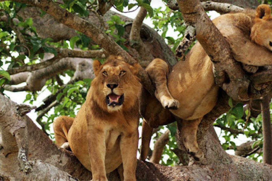 QUEEN ELIZABETH  NATIONAL PARK
