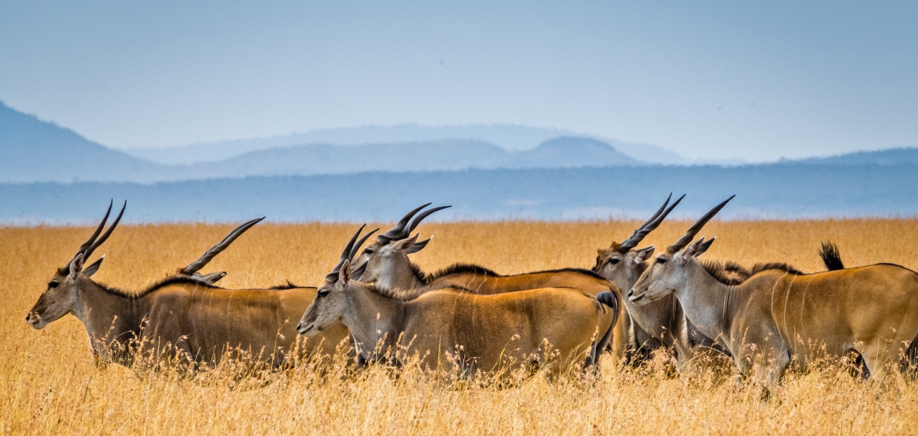 Day 4 – Masai Mara to Serengeti
