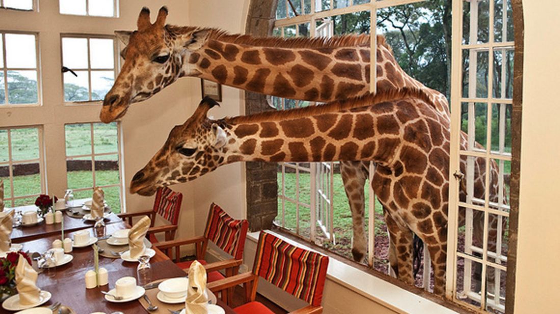 Travel with the Best Africa Tour safaris