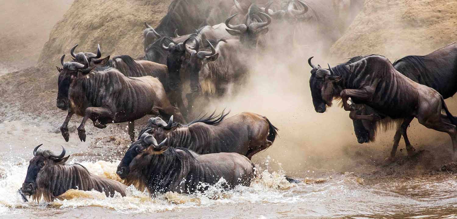 Travel with the Best Africa Tour safaris