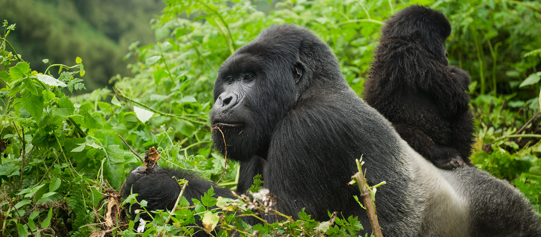 Travel with the Best Africa Tour safaris