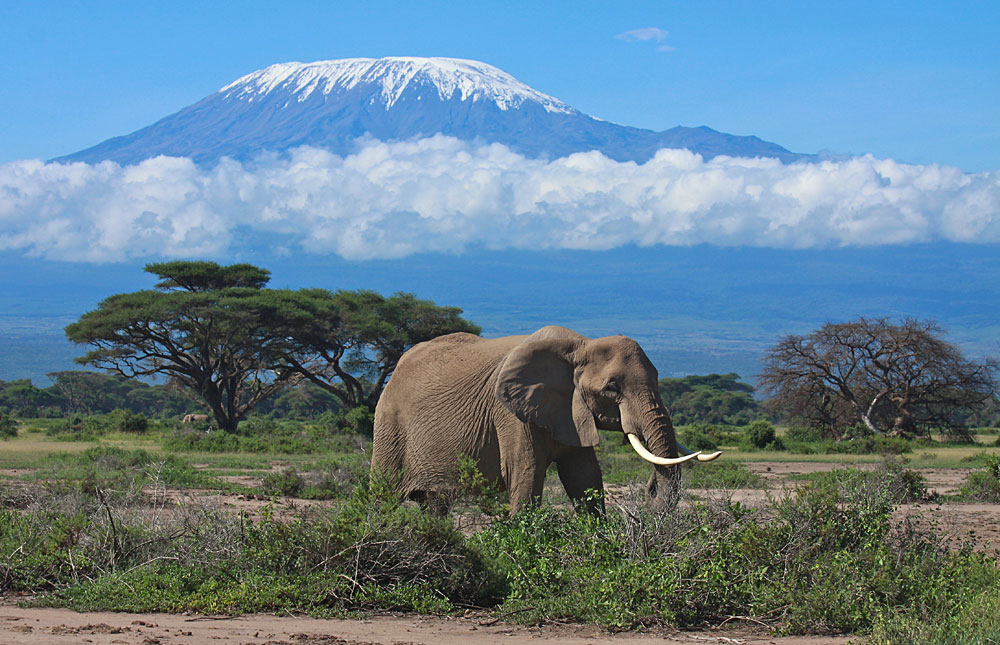 Travel with the Best Africa Tour safaris