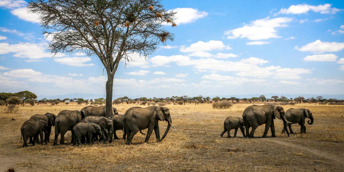Travel with the Best Africa Tour safaris