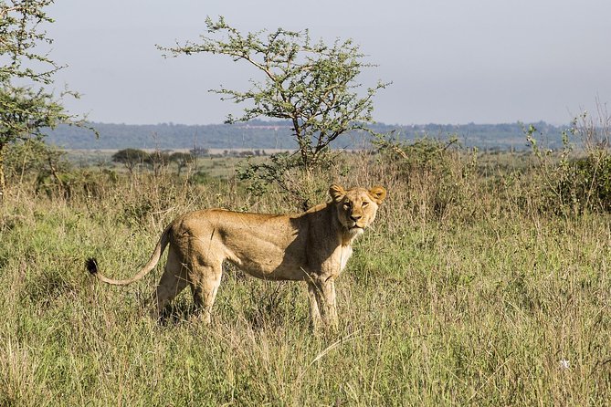Travel with the Best Africa Tour safaris