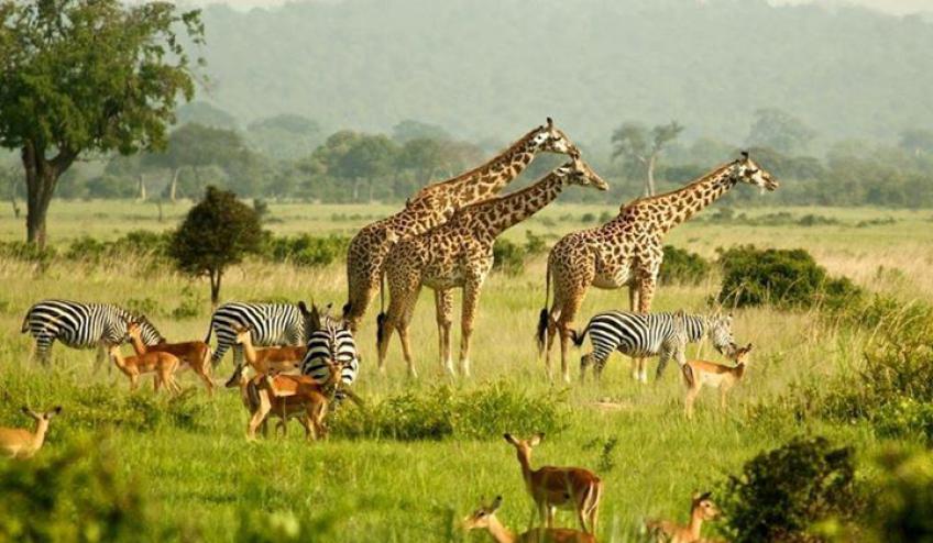 Travel with the Best Africa Tour safaris