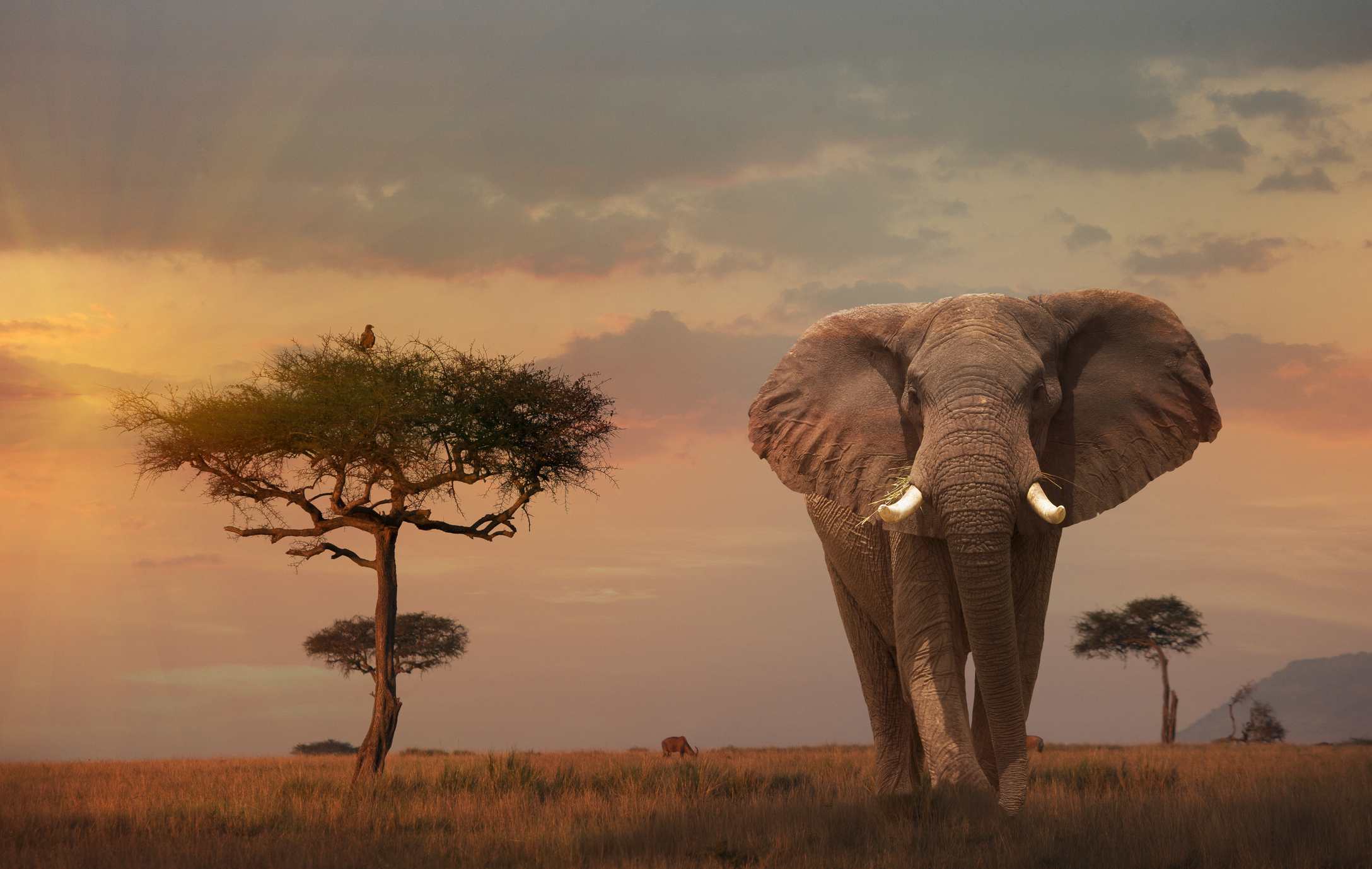 Travel with the Best Africa Tour safaris