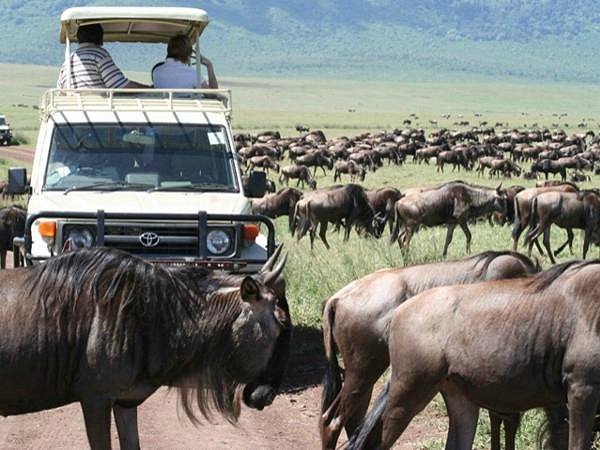 Travel with the Best Africa Tour safaris