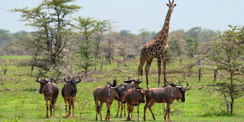 Travel with the Best Africa Tour safaris