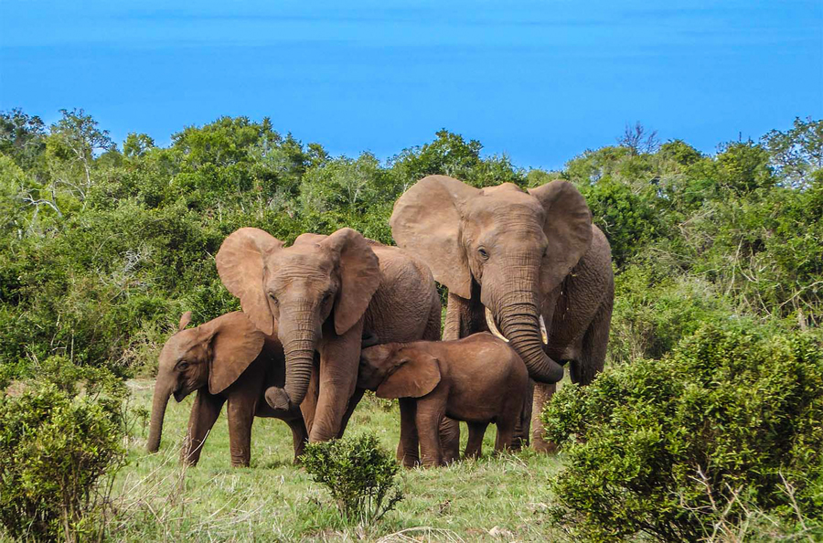 Day 3: Aberdares - Samburu National Reserve
