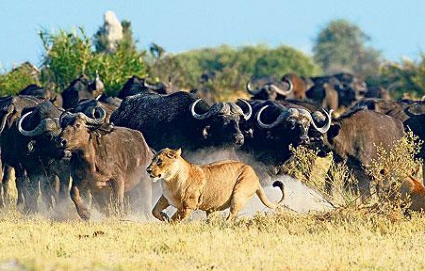 3 Days to Masai Mara Safari in Kenya.