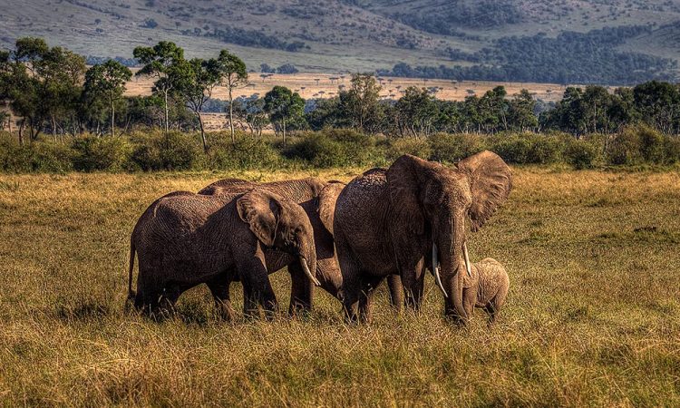 Day 5: Buffalo Spring National Reserve Full Day
