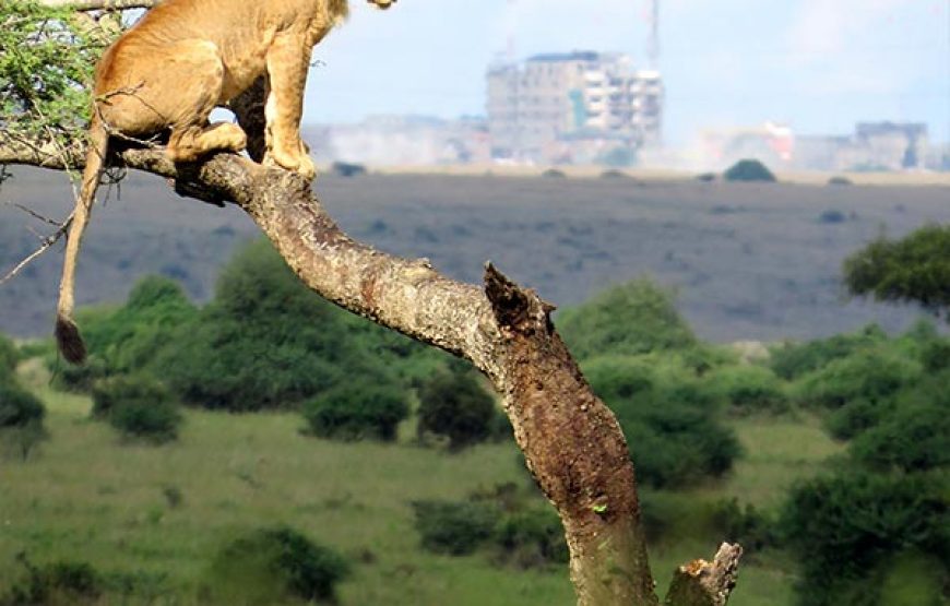 1 Day trip to Nairobi National Park in Kenya.