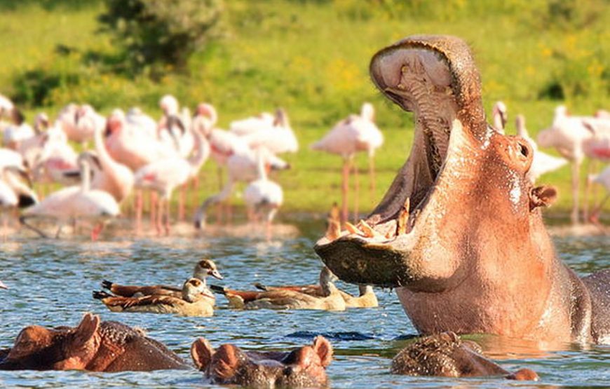 7-Day, Aberdares, Naivasha and Maasai Mara Adventure in Kenya.