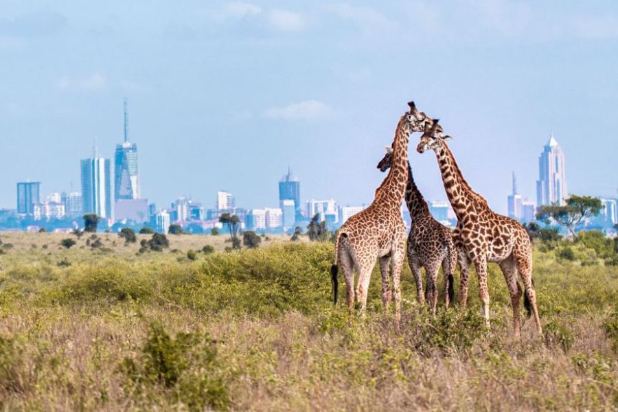 1 Day trip to Nairobi National Park in Kenya.