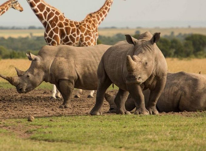 3 Days to Masai Mara Safari in Kenya.
