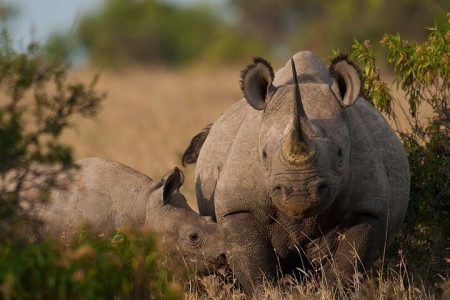 6 Days Aberdares, Samburu and Ol Pejeta Safari in Kenya