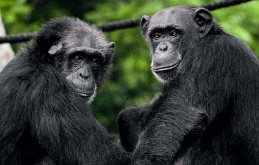 Nairobi National Park in Kenya.