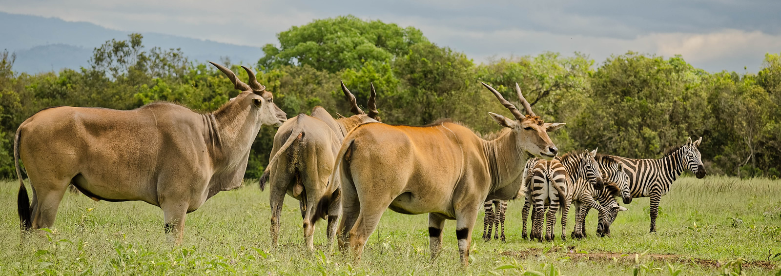 Day 1: Nairobi – Aberdare National Park