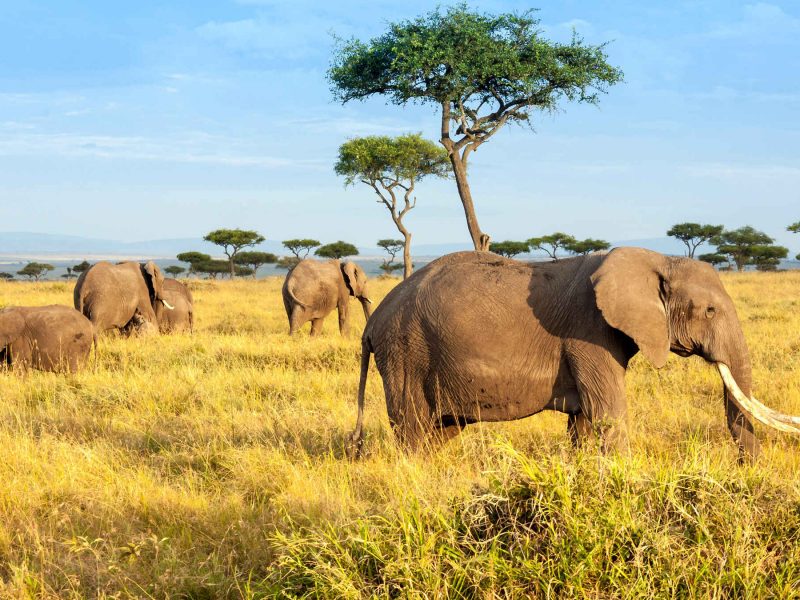 Valentine Holidays to Maasai Mara