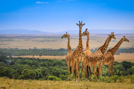 7-Day, Aberdares, Naivasha and Maasai Mara Adventure in Kenya.