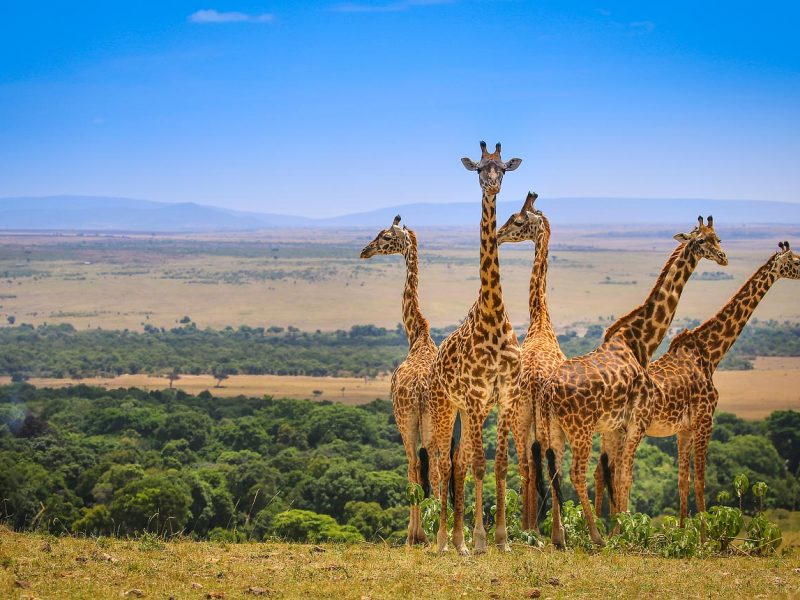 7-Day, Aberdares, Naivasha and Maasai Mara Adventure in Kenya.