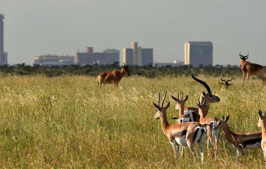 Nairobi National Park in Kenya.