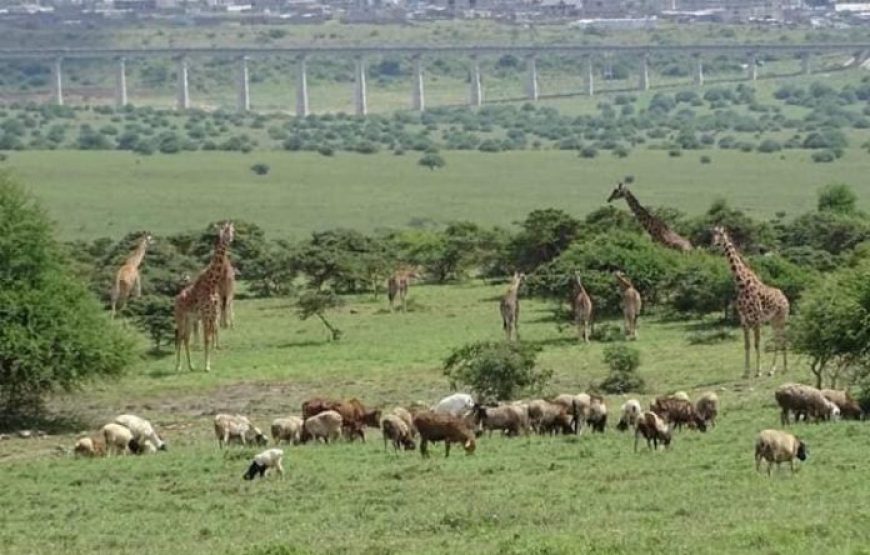 1 Day trip to Nairobi National Park in Kenya.