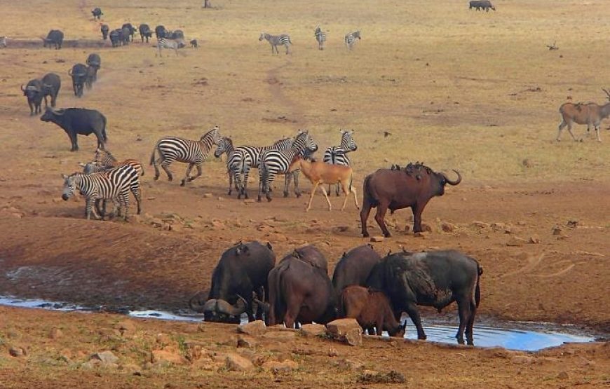 2 Days and a Night from Nairobi to Tsavo Safari in Kenya.