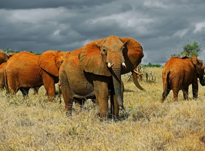 2 Days and a Night from Nairobi to Tsavo Safari in Kenya.