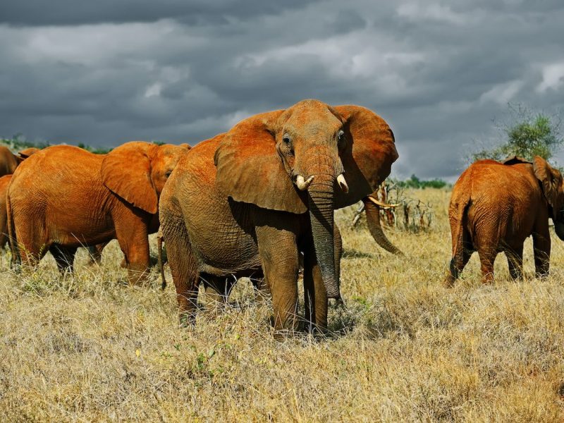 2 Days and a Night from Nairobi to Tsavo Safari in Kenya.