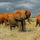 2 Days and a Night from Nairobi to Tsavo Safari in Kenya.