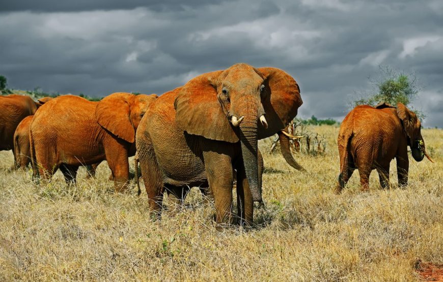 2 Days and a Night from Nairobi to Tsavo Safari in Kenya.