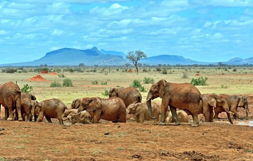 2 Days and a Night from Nairobi to Tsavo Safari in Kenya.