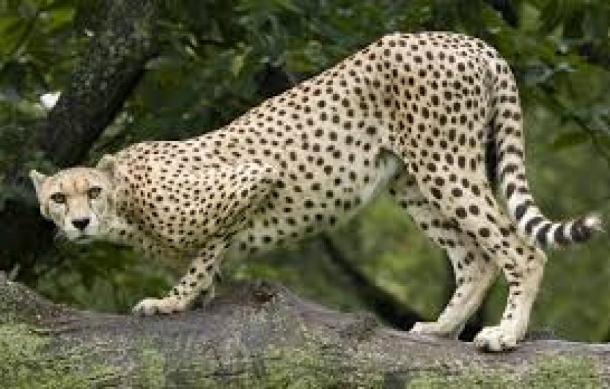 Nairobi National Park in Kenya.