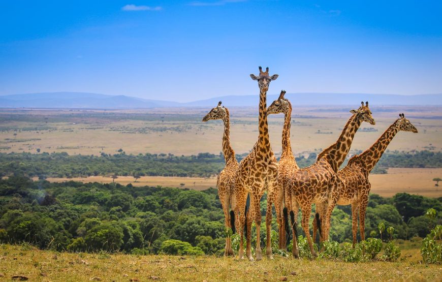 3 Days to Masai Mara Safari in Kenya.