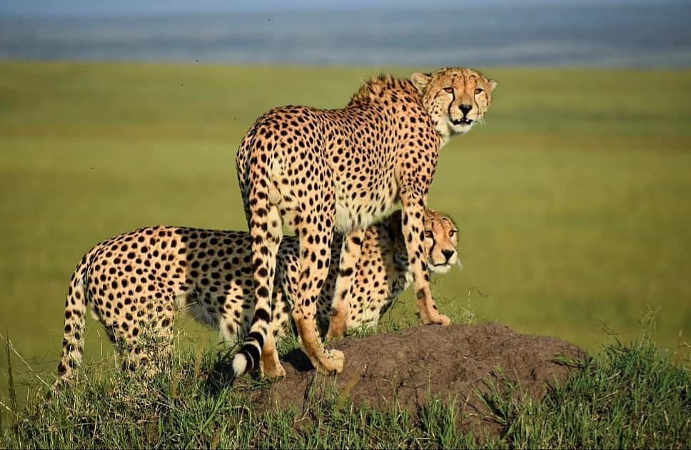 Day 2: Nairobi – Samburu National Park