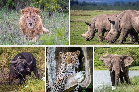 The Big Five & Flamingos: An 11-Day Kenya Camping Safari