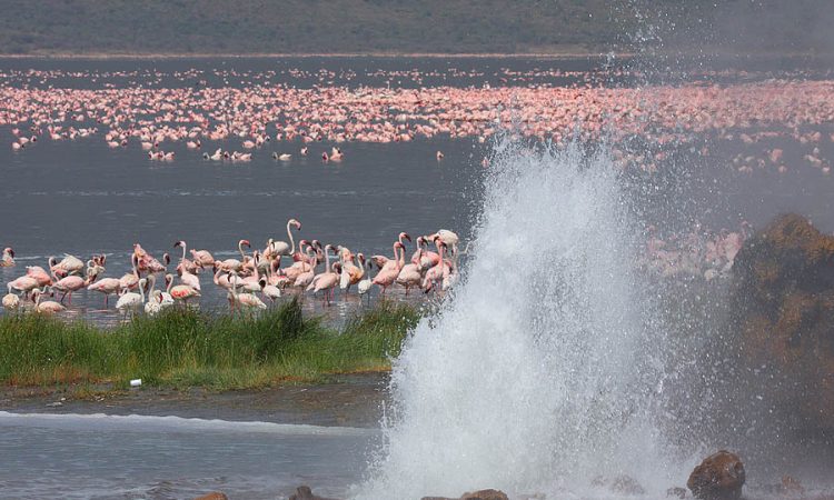 Day 6: Lake Bogoria