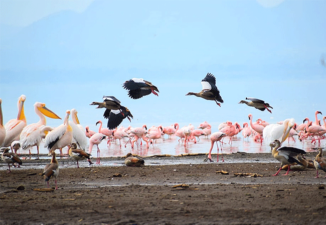 Day 7: Lake Bogoria  - Lake Nakuru and ELementaita